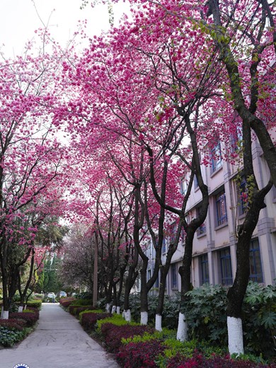 校园风景—春澜